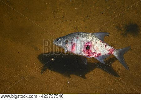 A Dead Fish With A Bloody Wound In The Water. Natural Color Background And Concept For Environment A