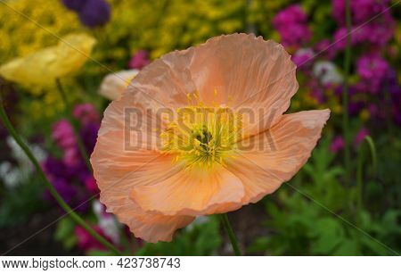 Champagne Bubbles Pink Poppy Or Iseland Poppy Flower Close Up.