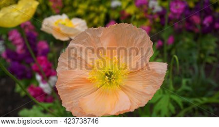 Champagne Bubbles Pink Poppy Or Iseland Poppy Flower Close Up.