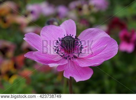 Showy And Bright Purple Anemone Coronaria Flower On Colorful Background.