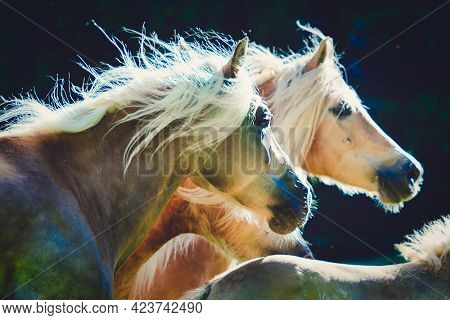 Two Haflinger Horses Gallop Side By Side