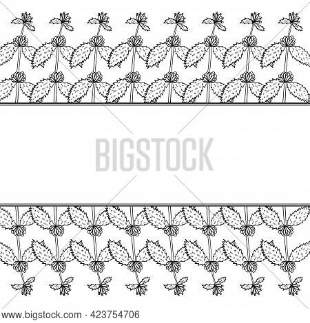 White Horehound, Border Frame Dd Ww Herb