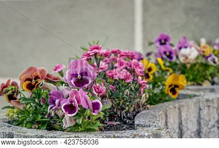 Colorful Pansies,viola Wittrockiana Gams