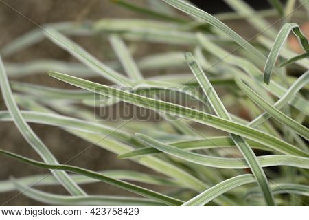 Variegated Society Garlic Leaves - Latin Name - Tulbaghia Violacea Variegata