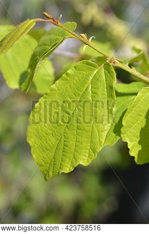 Witch Hazelleaves - Latin Name - Hamamelis * Intermedia
