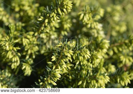 Darley Dale Heath - Latin Name - Erica * Darleyensis