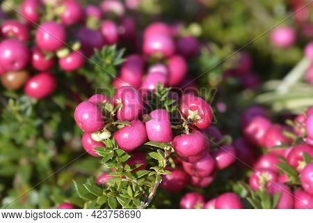 Prickly Heath Pink Berries - Latin Name - Gaultheria Mucronata (pernettya Mucronata)