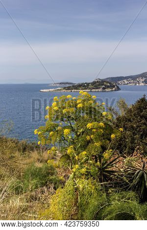 Unusual, Useful Plant (ferula Communis) With Yellow Inflorescences Grows In Its Natural Habitat Agai