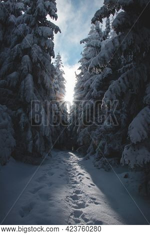 Sun Struggles To Find A Hole Through The Snow-covered Trees And Illuminates A Walking Trail Through 