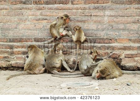 Macaco de repouso