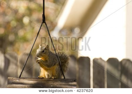 鳥の送り装置でのリス