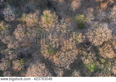 Top view of deciduous tree forest in the beginning of spring