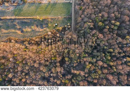 Top view of broadleaf forest in the beginning of spring