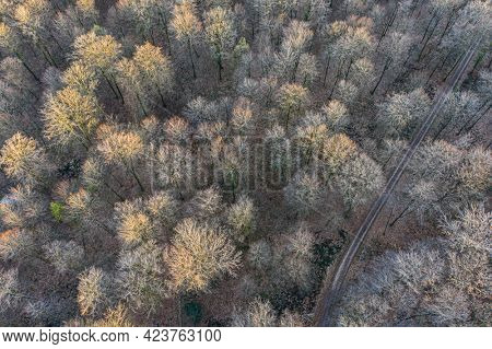 Top view of deciduous tree forest in the beginning of spring