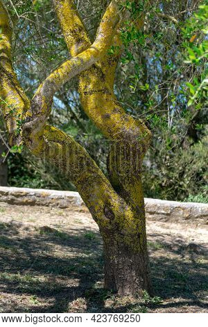 Tree Trunk With Branches In Medina Sidonia, In The Province Of Cádiz. Andalusia. Spain. Europe.