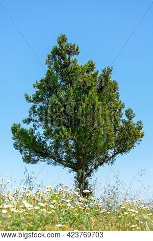 Cypress Tree (cupressus Sempervirens) In Field Of Daisy Flowers In Medina Sidonia, In The Province O