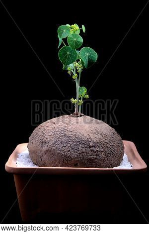 Studio Shot Of  Stephania Erecta Craib Against Dark Background