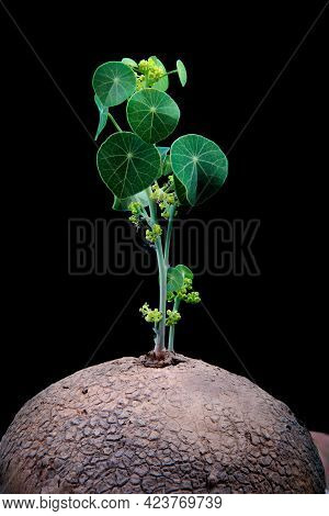 Studio Shot Of  Stephania Erecta Craib Against Dark Background