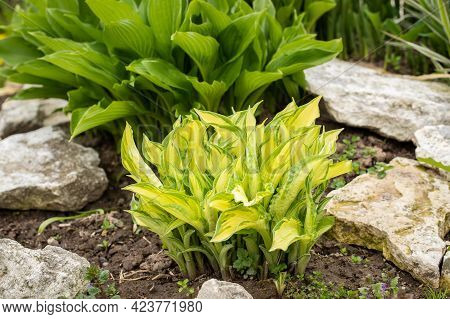 Yellow Leaves With Green Edges Of Hosta Plant (gold Standard) With Decorative Stones Grow In Flowerb