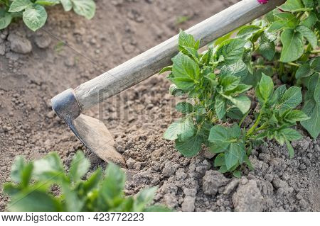 Hill Potato. Hand Of Female Gardener Hoe Potatoes On Potatoe Fields Close Up. Work On Potato Field.