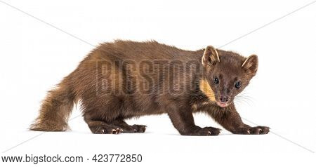 Pine marten, isolated on white