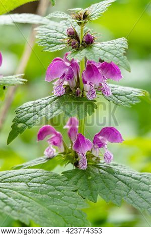 Natural Herbal Flowers Glechoma Hederacea (nepeta Glechoma) Growing In Forest In Springtime Close Up