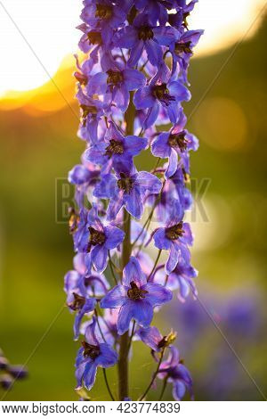 Beautifil Blue Delphinium (delphinium Elatum) Flowers Blooming In Garden At Sunset In Summer Close U
