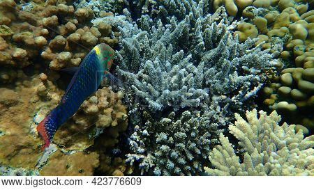 Checkerboard Wrasse (halichoeres Hortulanus) Undersea, Red Sea, Egypt, Sinai, Ras Mohammad National 