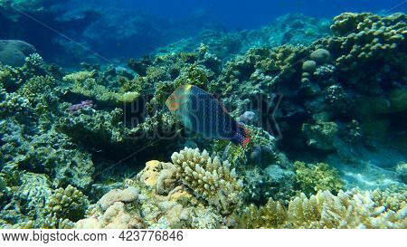 Checkerboard Wrasse (halichoeres Hortulanus) Undersea, Red Sea, Egypt, Sinai, Ras Mohammad National 