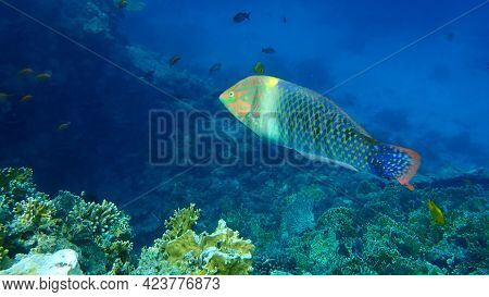 Checkerboard Wrasse (halichoeres Hortulanus) Undersea, Red Sea, Egypt, Sinai, Ras Mohammad National 