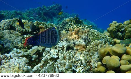 Checkerboard Wrasse (halichoeres Hortulanus) Undersea, Red Sea, Egypt, Sinai, Ras Mohammad National 