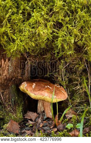 White Mushroom Boletus Edulis With Old Stump With Green Moss On Background In Forest In Autumn Close