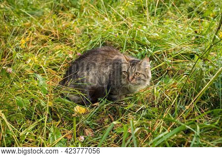 Domestic Brown Cat Sit In Grass On Weadow Walking Outdoors In Summer.