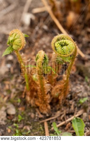 Young Green Little Sprouts Of Fern (polypodiophyta) Growing In Spring Garden.