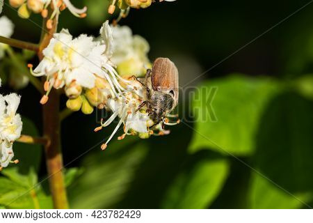 Chafer (melolontha) On Flower Of Aesculus (aesculus Hippocastanum) In Sunny Day In Spring Close Up.