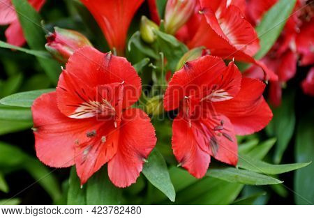 Bright Red Color Of Peruvian Lily 'colorita Kate' Flowers At Full Bloom