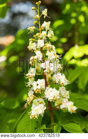 Blooming Beautiful Flower Aesculus (aesculus Hippocastanum) In Summer Park Close Up.