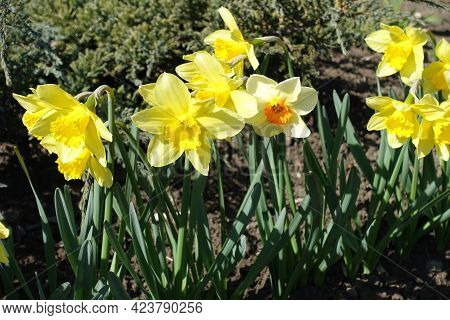Bright And Colorful Flowers Of Narcissus In March