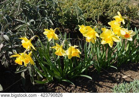 Colorful And Bright Flowers Of Narcissuses In March
