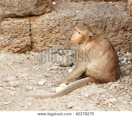 Macaco de repouso
