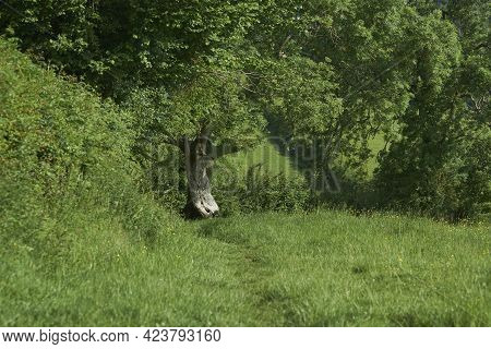 Summer In The Woolley Valley, An Area Of Outstanding Natural Beauty In The Cotswolds On The Outskirt