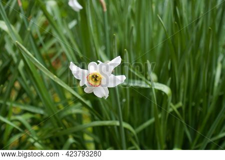 Little White Flower In The Leafage Of Narcissus In May