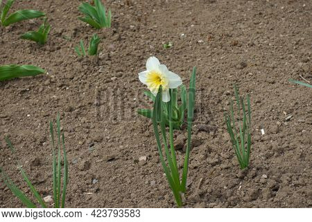 One White Flower Of Narcissus In March