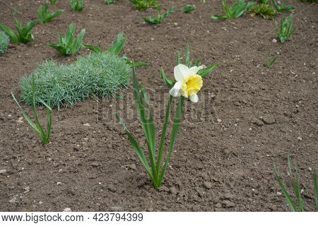 Single White Flower Of Narcissus In March