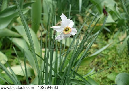 White Flower In The Leafage Of Narcissus In May