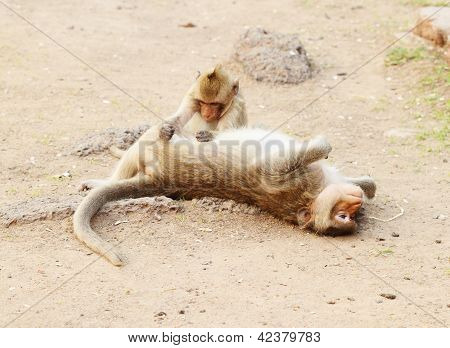 Dois macaco descansando