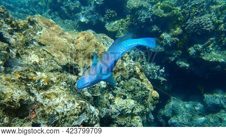 Daisy Parrotfish Or Bullethead Parrotfish (chlorurus Sordidus) Undersea, Red Sea, Egypt, Sinai, Ras 