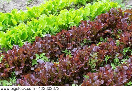 Two Types Of Sowing Lettuce Green And Iodized Lettuce, Background. Fresh Summer Herbs For Salad