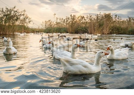 Flock of white geese swimming in Azmak creek in Akyaka slow city in Turkey