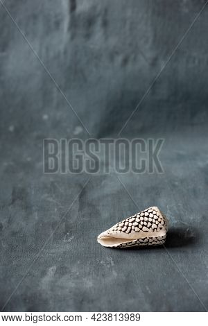 Black Cone On A Blue Background. Conus Marmoreus. Shell With White Triangle.